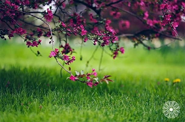شعر درباره بهار و نوروز